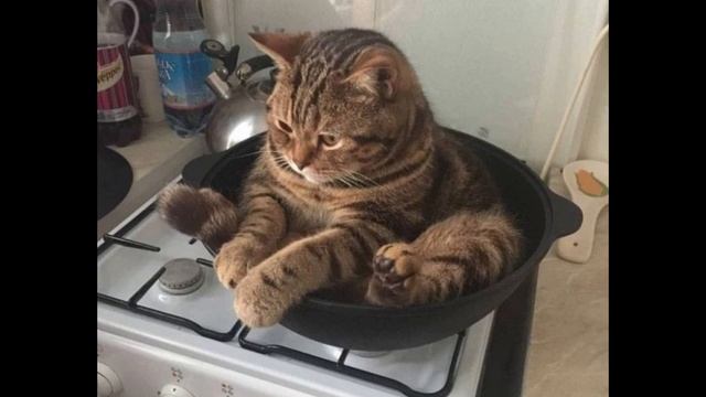 Лютые приколы 2019. Смешные картинки. МЕМЕСОФФ#14