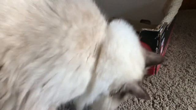 Ragdoll cat - кошка рэгдолл и шерстяные комочки - вкусняшки Гринис от шерстяных комков в желудке смотреть онлайн