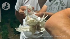 Узбекские двухчубые голуби, город Ташкент, сентябрь 2021 г.