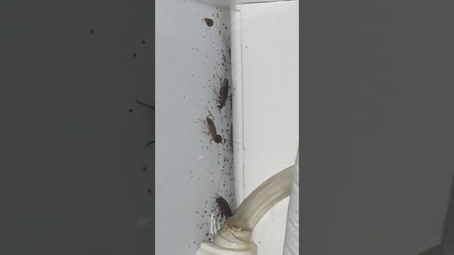 Προσβολή από ψιλή κατσαρίδα ( Germanica Blattella ) смотреть онлайн