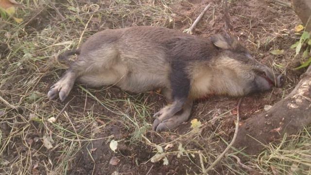 Нашествие кабанов на деревню смотреть онлайн