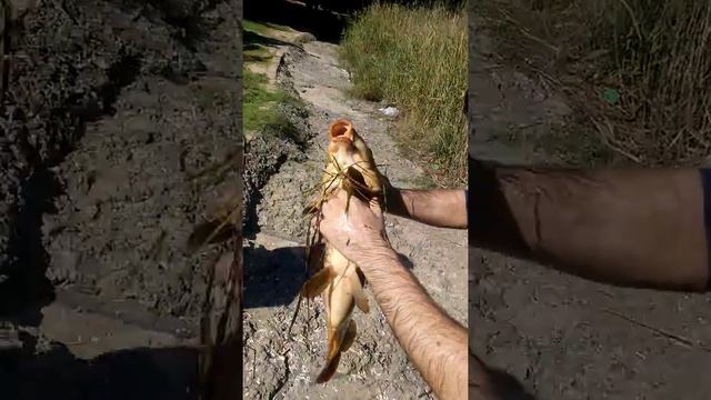 Сазан на 4.335 кг смотреть онлайн