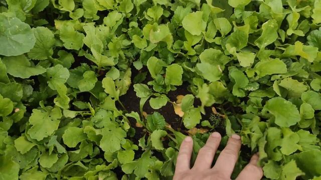 Нитроаммофоска СЕРОГО цвета! Что не так? Провёл эксперименты! Влияние на рост... Розовая! смотреть онлайн