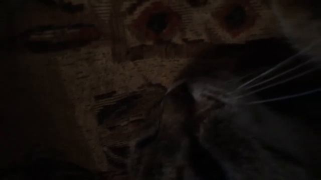 кошка долгожитель Кошка , которая дожила до 25 лет. смотреть онлайн