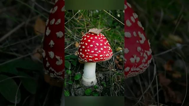 Ядовитые грибы и ягоды. смотреть онлайн