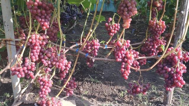 Виноград Розмус 2019г смотреть онлайн