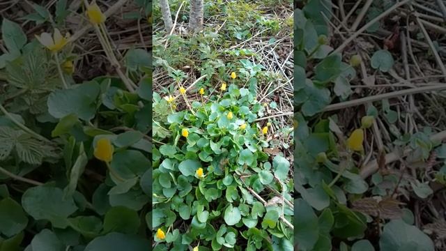 Чистяк весенний зацвёл и стал ядовит. смотреть онлайн