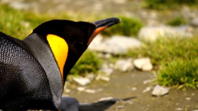 ANIMALS SOUNDS | Funny and cute animals: Eagles, Lions, Snakes, Bats, Crocodiles, Whales смотреть онлайн