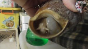 КАК УМИРАЮТ УЛИТКИ