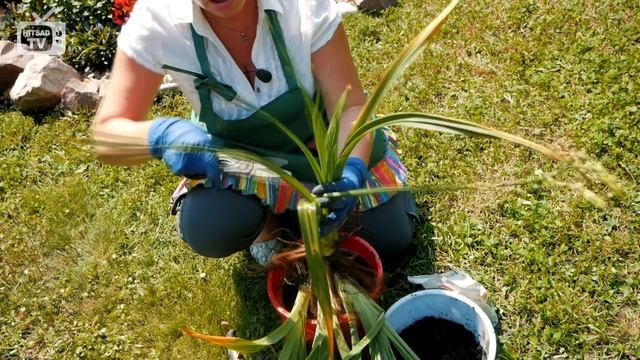 Красивые цветы для сада ? Посадка лилейников ? Мастер класс эксперта HitsadTV смотреть онлайн