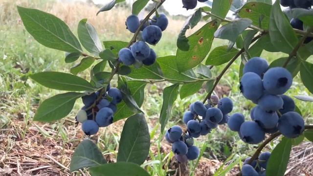 Голубика Блюкроп плодоношение 2021