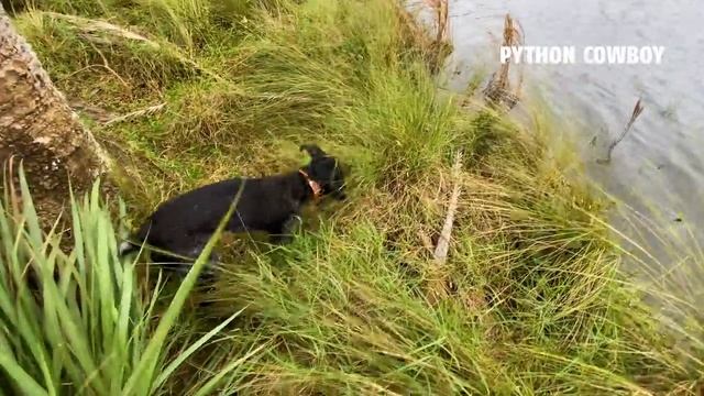 Hired To Take Out Monster Invasive Iguanas At Public Golf Course смотреть онлайн