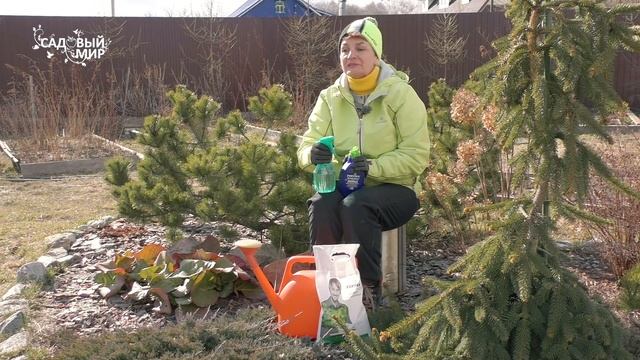 Чем подкормить 50 хвойных растений смотреть онлайн