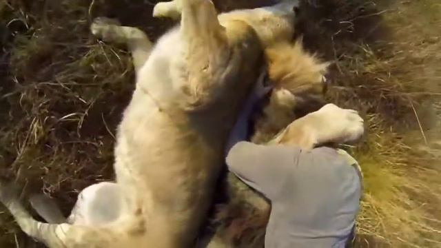 Lion hugs Kevin Richardson YouTube смотреть онлайн