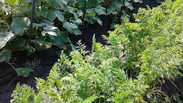 Мой сад и огород в конце июля Собираю урожай смотреть онлайн