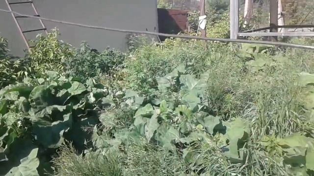 Лопухи листья на зиму курам. смотреть онлайн