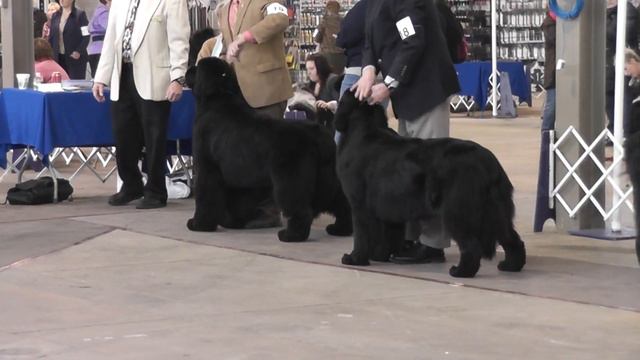 Salt City Cluster Spring Dog Show4 смотреть онлайн