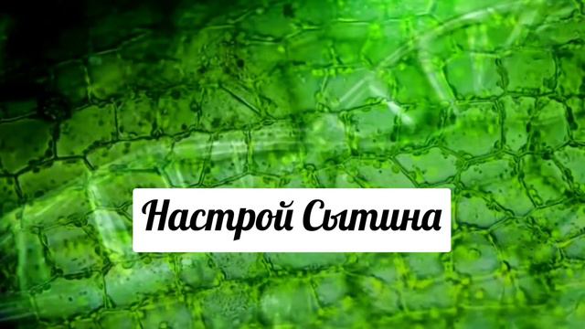 Настрой Сытина. Стволовые клетки. смотреть онлайн