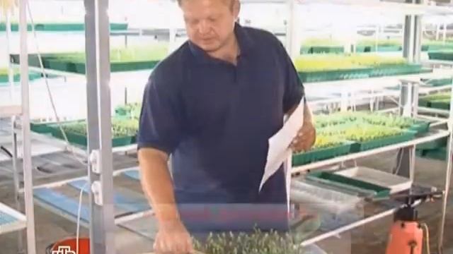 Откуда берется зараженная радиацией ягода? смотреть онлайн