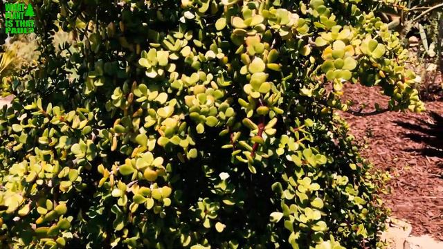 Portulacaria Afra (Elephant Bush, Elephant Food) - Bushing Succulent With Woody Stems