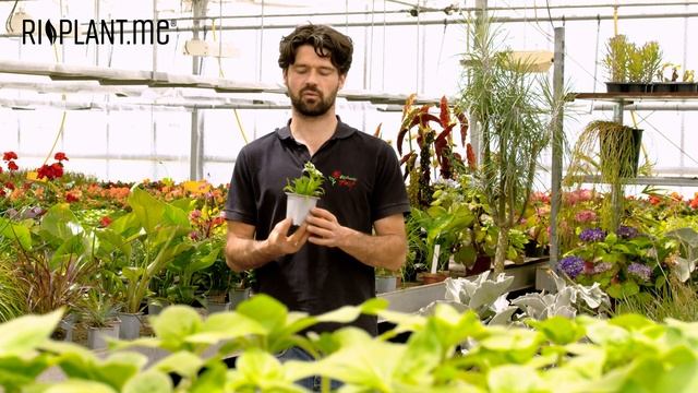 Edelweiß ‘Höfats‘ (Leontopodium alpinum) | riplant.me смотреть онлайн