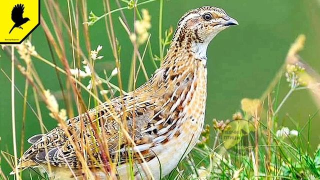 Манок на перепела 1 час (голос самки) без рекламы / Аудиозапись для ловли перепела Coturnix Coturni
