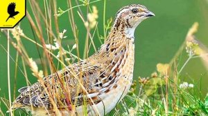 Манок на перепела 1 час (голос самки) без рекламы / Аудиозапись для ловли перепела Coturnix coturni