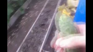 обзор огурцов сорт "БЕРН"