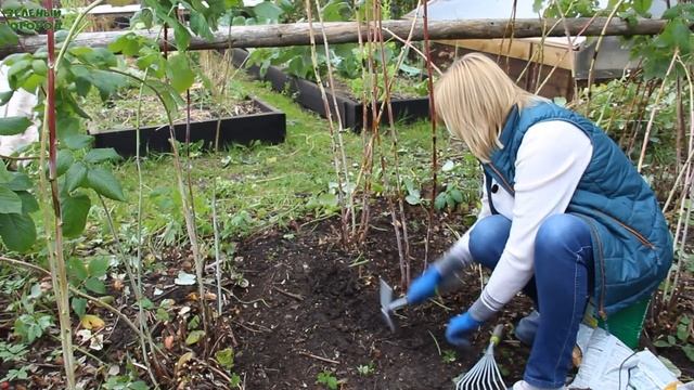 КАК ПРАВИЛЬНО подготовить МАЛИНУ к ЗИМЕ! Советы от ЗЕЛЕНОГО ОГОРОДА! смотреть онлайн