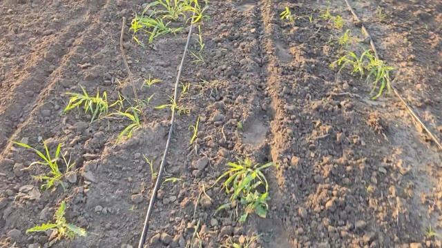 Разница посадки малины ОКС весной и ЗКС летом смотреть онлайн