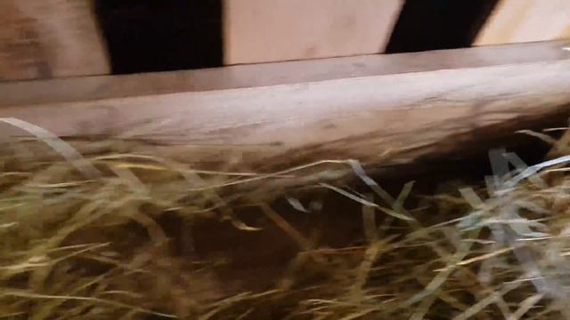 СЕМЕЙНЫЕ БУДНИ В ДЕРЕВНЕ смотреть онлайн