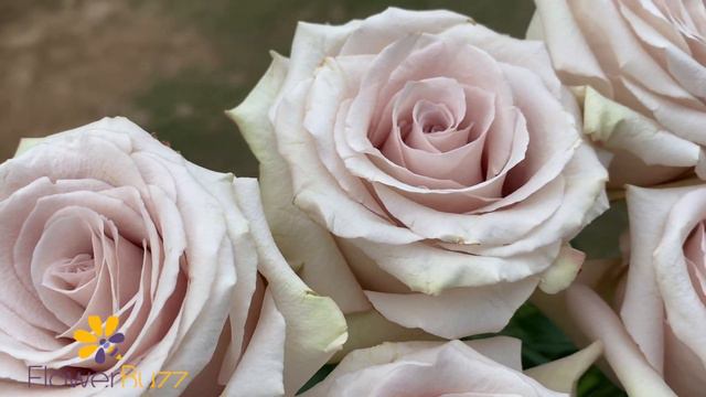 Rose Quicksand - Rose Of The Month MAY 2020