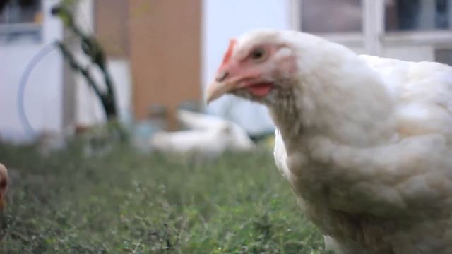 canon 550d объектив МИР-1в смотреть онлайн