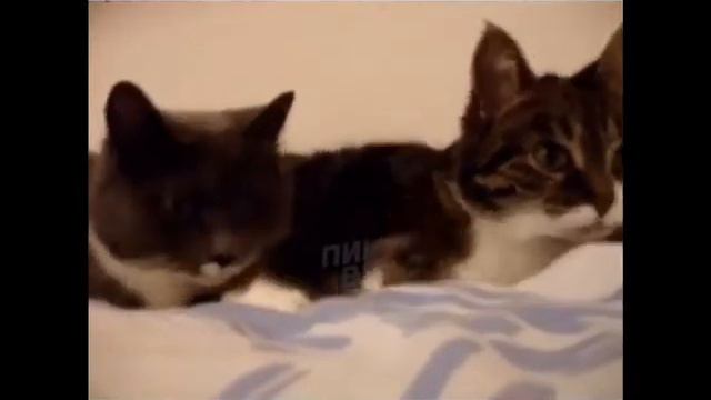 Котейки что то обсуждают смотреть онлайн