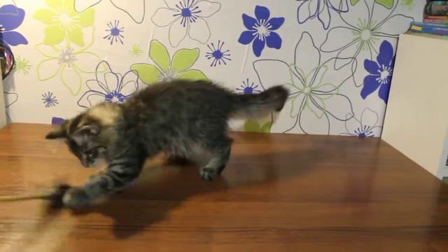 Валькирия 3 месяца смотреть онлайн