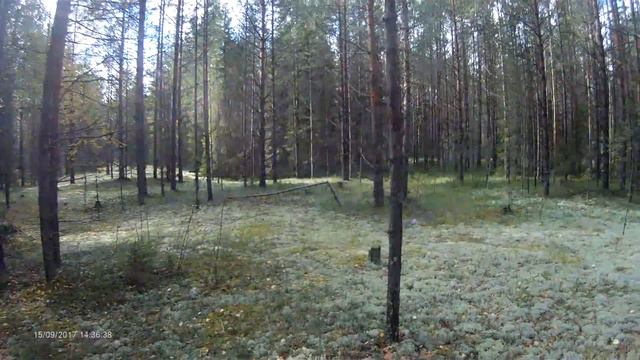 Бор за п Пожег смотреть онлайн