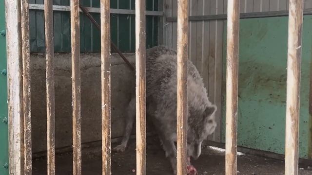 Долина волков в Кисловодске. Часть 2 - встреча с волками смотреть онлайн