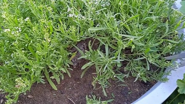 Подстригаем алиссум