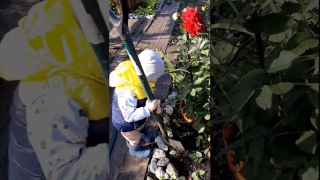 Георгины Осень смотреть онлайн