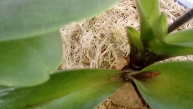 Новые цветоносы Phal. Joy Fairy Tale | ОБЗОР ОРХИДЕЙ