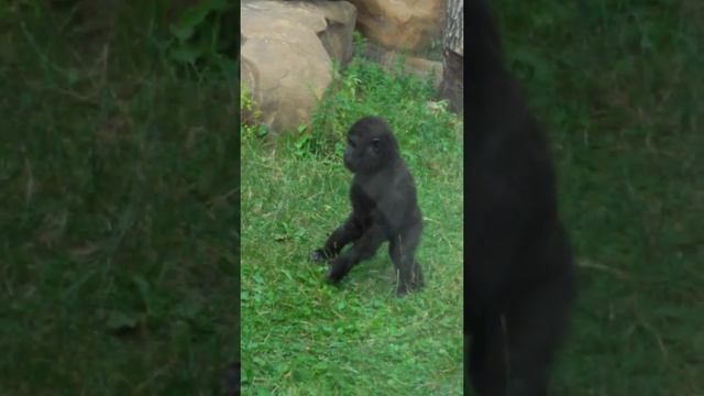 Мимишная маленькая обезьянка смотреть онлайн