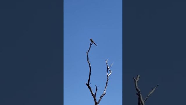 Nature’s Small Predator - Loggerhead Shrike #birds #animals #animalshorts смотреть онлайн