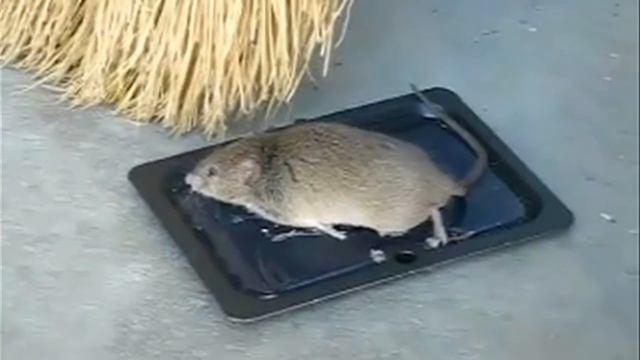 Glue Traps: Indiscriminate Cruelty смотреть онлайн