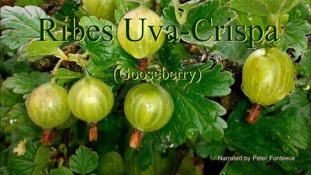 Ribes Uva Crispa - Plants In Thirty смотреть онлайн