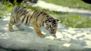 "Kinder Chocolate" - лучший способ передать любовь!