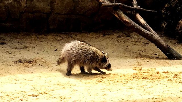 Наше с Лёшей путешествие в парк Лога смотреть онлайн