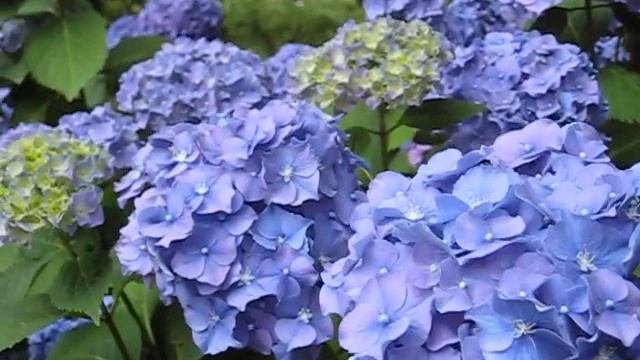 Hydrangea Macrophylla Koningin Wilhelmina смотреть онлайн