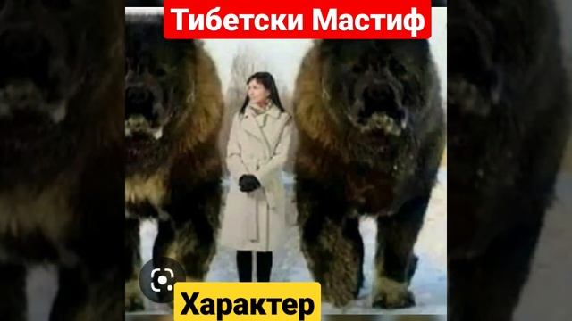 Тибетский Мастиф характер собаки смотреть онлайн