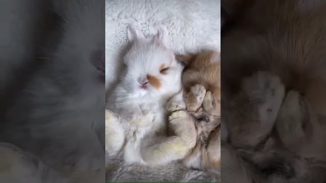 amazing bunny? смотреть онлайн