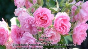 На каком расстоянии сажать розы друг от друга